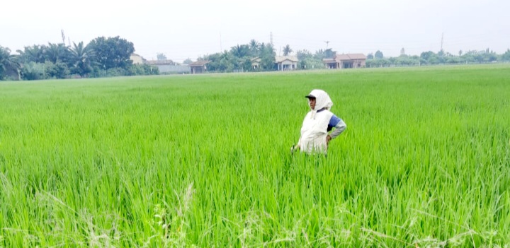 R br Sebayang, warga Pasar 7 Tanjung Morawa, Deliserdang hendak menyiangi rumput di sawahnya. ( swisma)